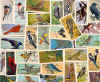 Series 9 - Canadian / American Songbirds Collage
