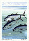 NWF 1961 Bluefin Tuna