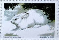 NWF 1964 Snowshoe Hare